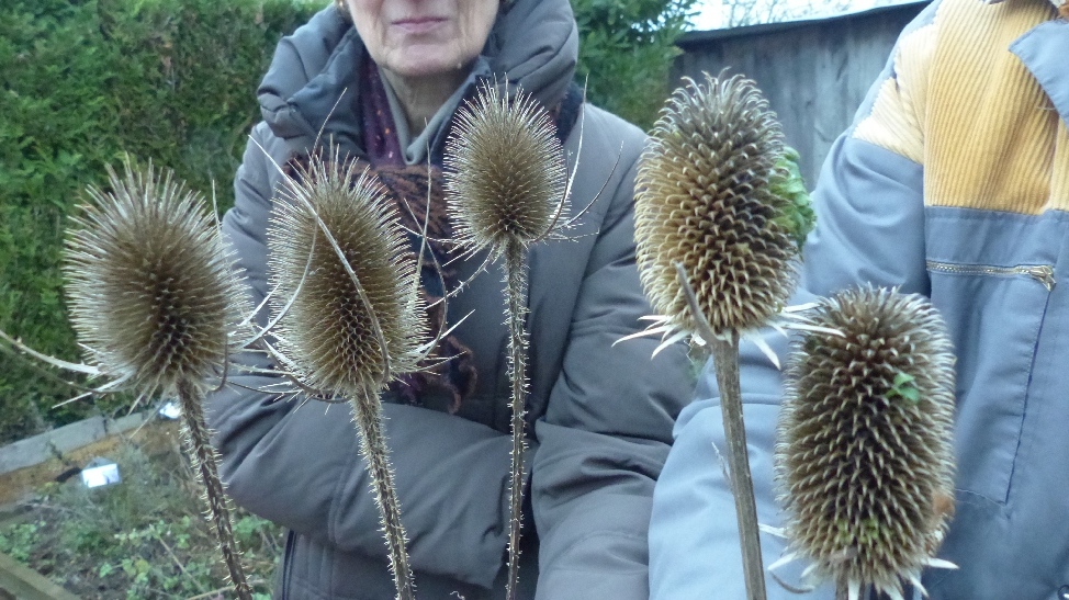 A gauche Cardères sauvages, à droite cardères cultivées